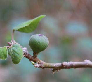 Ficus palmata fruits