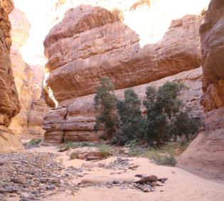 Ficus salicifolia in Sandstone canyons