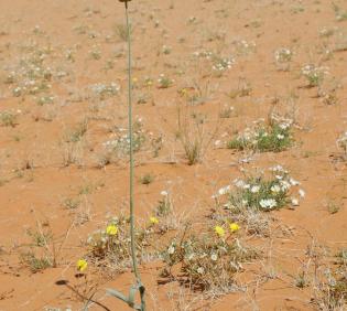 Whole plant