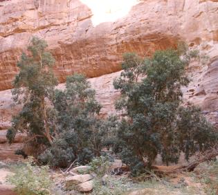 Ficus salicifolia in Sandstone canyons