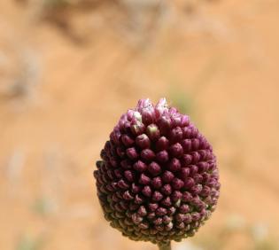 Flowers of Allium atroviolaceum