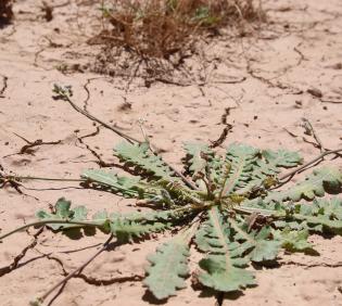 Whole plant