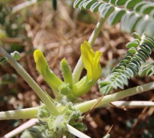 Astragalus sieberi flowers