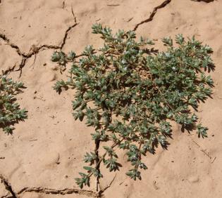 Whole plant