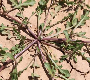 Lepidium aucheri leaves