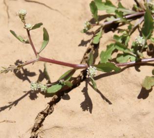 Lepidium aucheri flowers