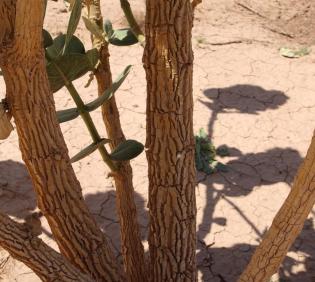 Calotropis procera bark