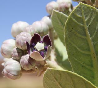 Calotropis procera flower