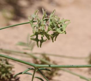 Hippocrepis areolata fruit