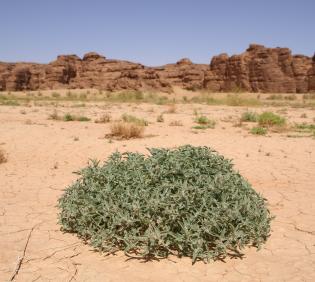 Whole plant