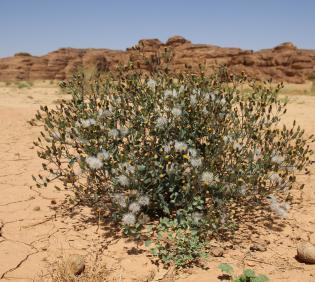 Whole plant