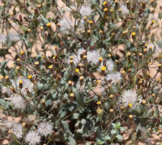 Senecio flavus fruits and flowers