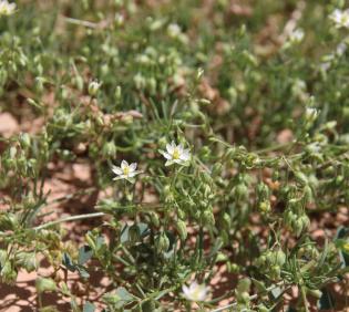 Spergularia flaccida flowers