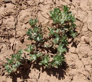 Whole plant