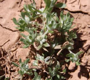 Whole plant