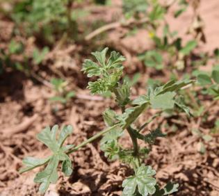 Whole plant