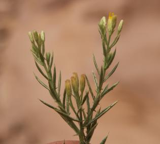 Iphiona scabra flowers