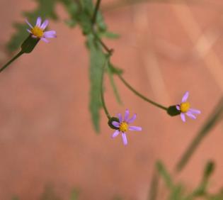 Senecio hoggariensis flowers