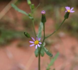 Senecio hoggariensis flowers