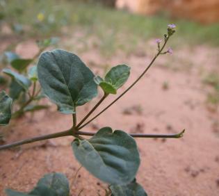 Commicarpus helenae flower and leaves