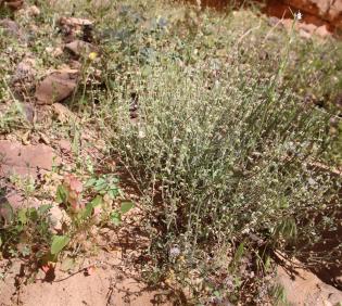 Whole plant