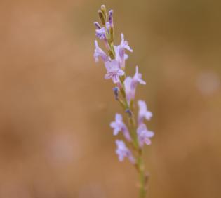 Lavandula coronopifolia flowers
