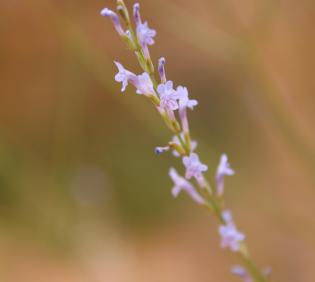 Lavandula coronopifolia flowers