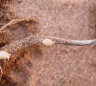 Bulb of Allium sindjarense
