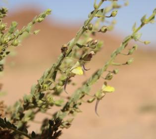 Kickxia aegyptiaca flower
