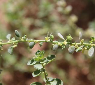 Andrachne telephioides flowers and fruits
