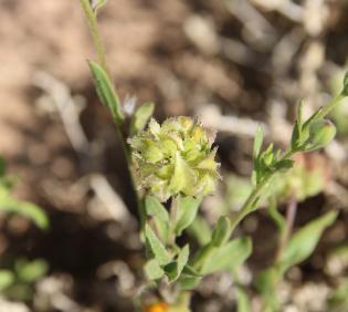 Calendula tripterocarpa fruit