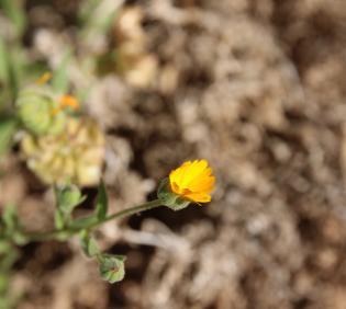 Calendula tripterocarpa fruit and flower