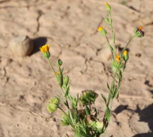 Whole plant