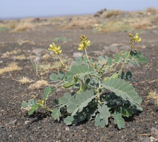 Whole plant