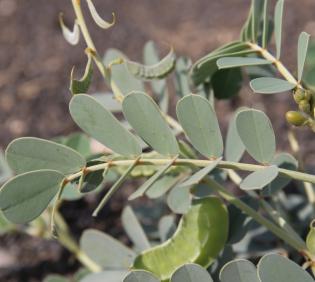 Senna italica leaf