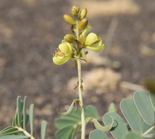 Senna italica flowers