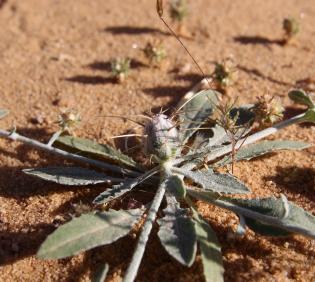 Centaurea mesopotamica leaves