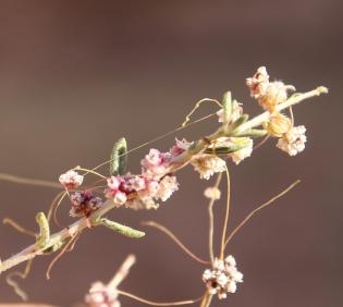 Cuscuta campestris flowers