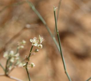 Calligonum comosum flowers
