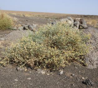Whole plant