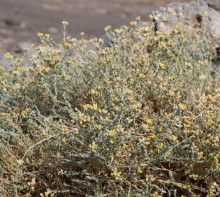 Flowers and leaves of Achillea fragrantissima