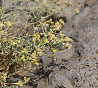 Flower of Achillea fragrantissima