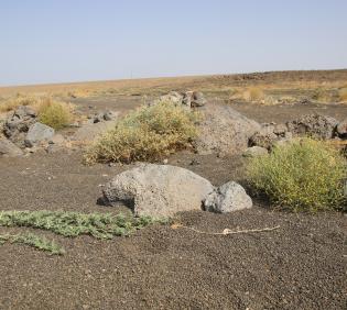 Achillea fragrantissima in its immediate surroundings