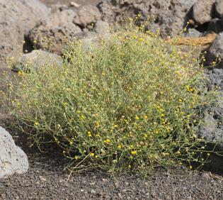 Whole plant