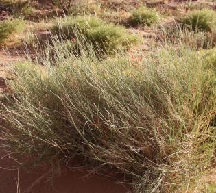 Whole plant