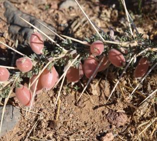 Astragalus spinosus leaves and fruits