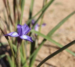 Moraea sisyrinchium flower