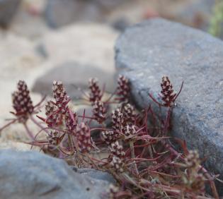 Whole plant