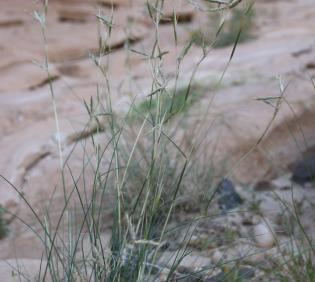 Whole plant