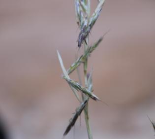 Cymbopogon schoenanthus flowers